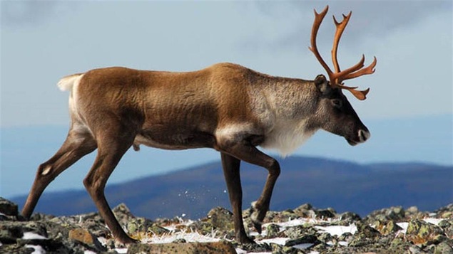 Un caribou dans le Parc de la Gaspésie Un caribou dans le Parc de la Gaspésie