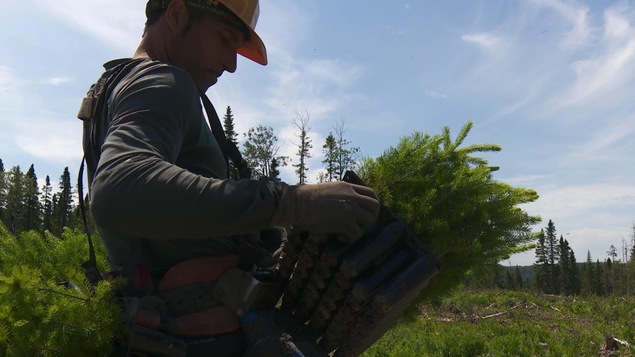Alain Simoneau recharge sa cargaison de plants.