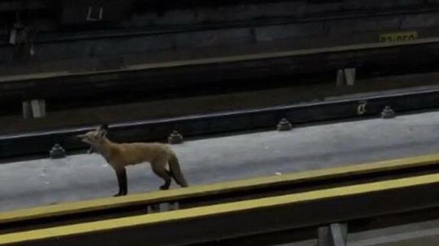 Un renard aperçu récemment sur les rails de la station de métro McGill, à Montréal. Un renard aperçu récemment sur les rails de la station de métro McGill, à Montréal.