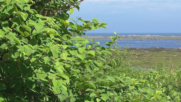 Un plant de renouée du Japon (fallopia japonica)