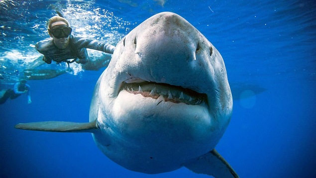 Le grand requin blanc surnommé Deep Blue.