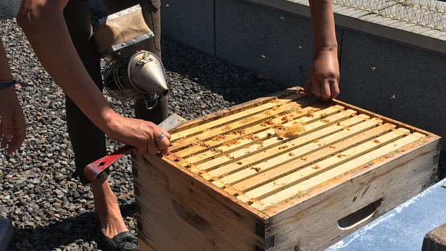 Une ruche du projet d'apprentis apiculteurs de l'Accueil Bonneau, qu'une personne manipule avec ses mains. Une ruche du projet d'apprentis apiculteurs de l'Accueil Bonneau, qu'une personne manipule avec ses mains.