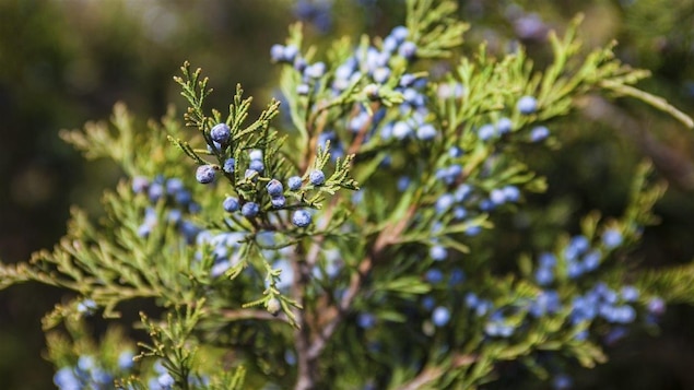 Le Genévrier commun ou Genièvre (Juniperus communis L.)