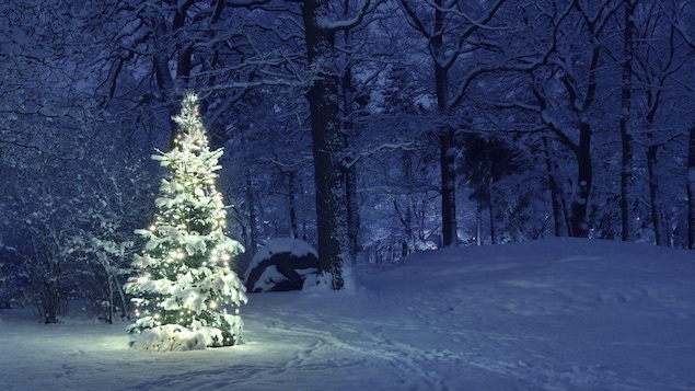 Un sapin illuminé dans une forêt