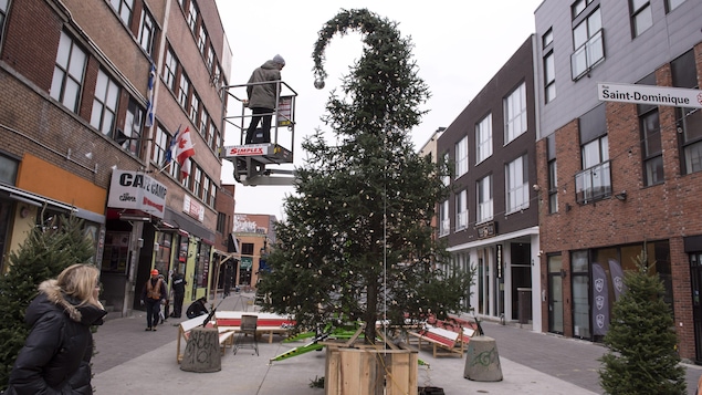 Le sapin plus fourni du côté gauche que du côté droit a également une cime recroquevillée.