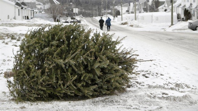 Sapin sur le bord du chemin