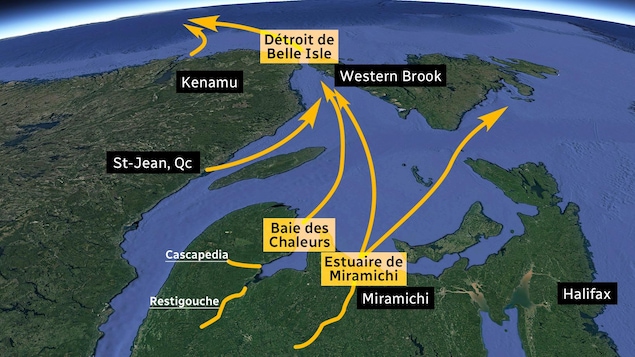Une carte du golfe du Saint-Laurent indiquant la convergence des saumons dans le détroit de Belle Isle.
