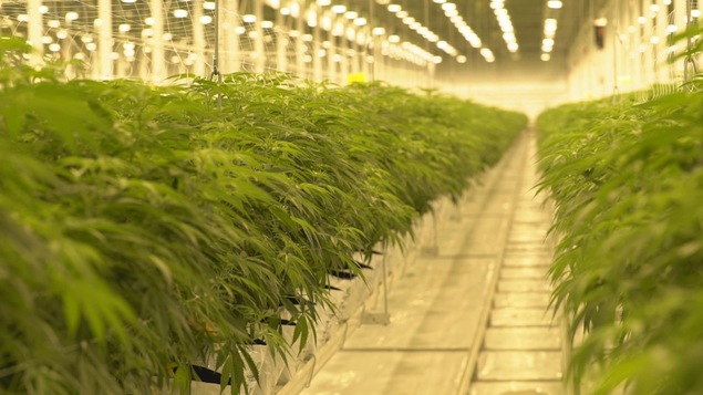 Deux rangées de plans de cannabis dans une énorme serre.