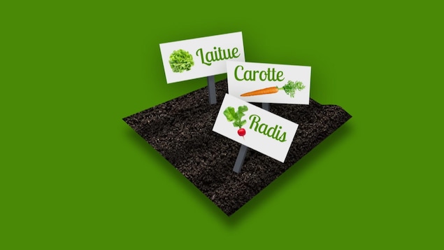 Image infographique d'un carré de potager avec des affiches de légumes.