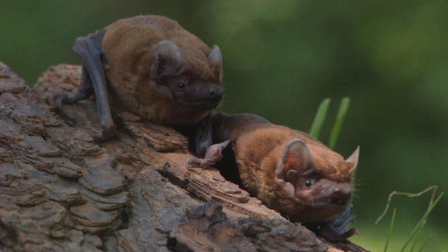 Deux chauves-souris posées sur un tronc.