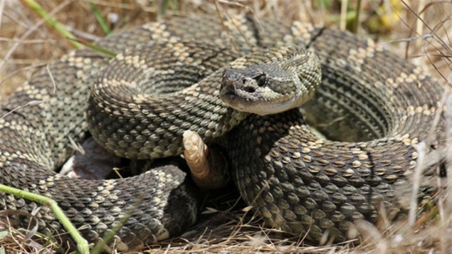 Gros plan sur un serpent à sonnettes vert et beige au milieu de brindilles d'herbe.