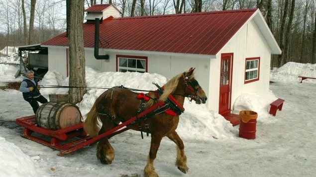 Propriétaire avec un cheval qui tire un baril d'eau d'érable près d'une petite cabane.