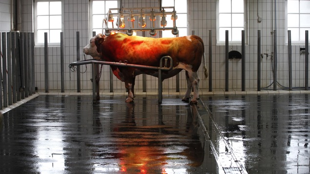 Un taureau dans un laboratoire d’insémination artificielle en Autriche. Un taureau dans un laboratoire d’insémination artificielle en Autriche.