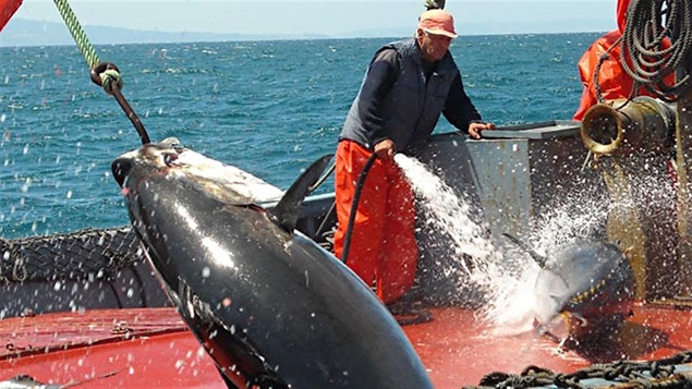 La pêche à breste le pronostic