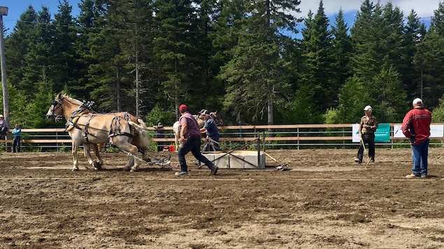 Plusieurs personnes ont participé à la compétition de tir de chevaux. Plusieurs personnes ont participé à la compétition de tir de chevaux.