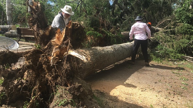 Un arbre déraciné Un arbre déraciné