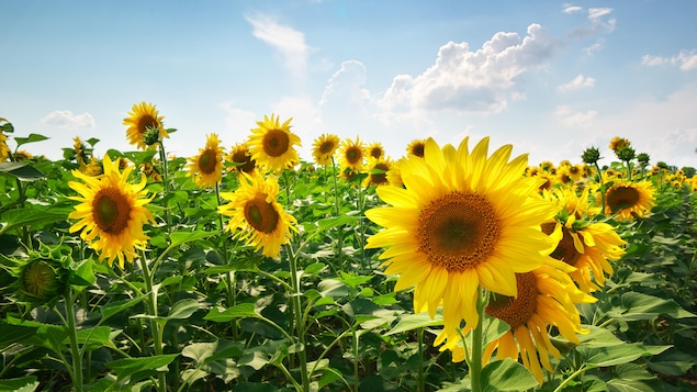 Un champ de tournesols baigné de soleil sous un ciel bleu avec quelques nuages.