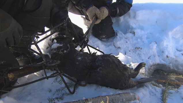 Un animal est coincé dans un piège. Un animal est coincé dans un piège.