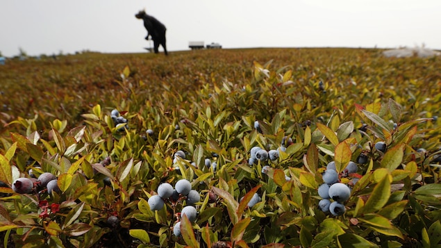 Un travailleur récolte des bleuets.
