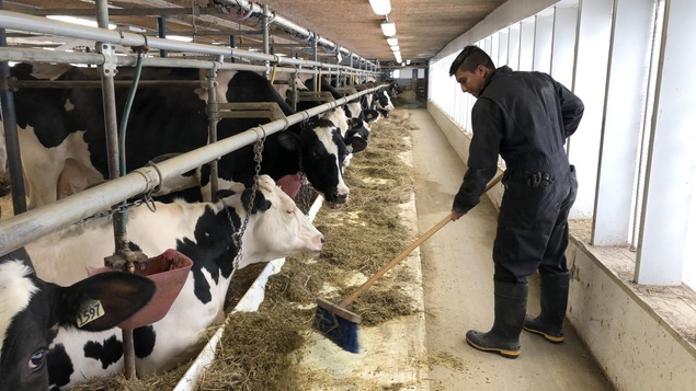 Un ouvrier agricole au travail dans une ferme laitière