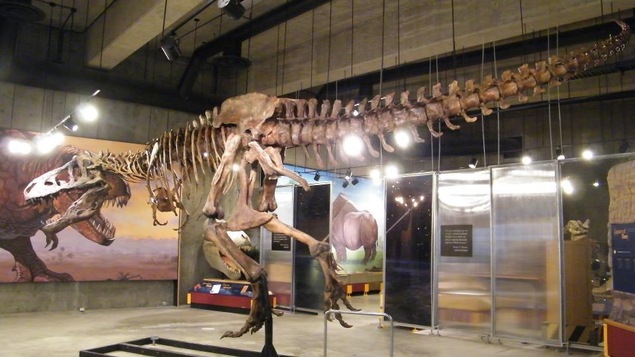 Une reproduction du squelette au Musée royal de la Saskatchewan