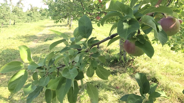 Photo d'une branche de pommier garnie de pommes rouges.