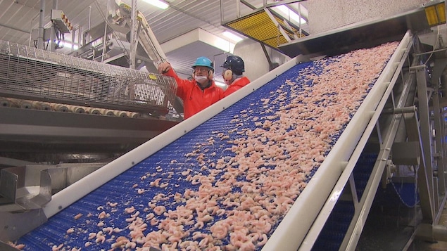 Chaîne de production à l’usine matanaise Les Fruits de mer de l’Est du Québec.