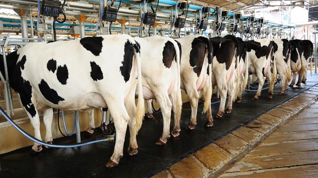 Vaches laitières à l'heure de la traite Vaches laitières à l'heure de la traite