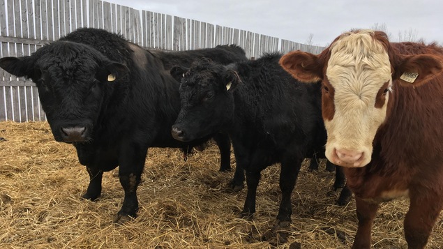 Trois vaches dans un champ clôturé.