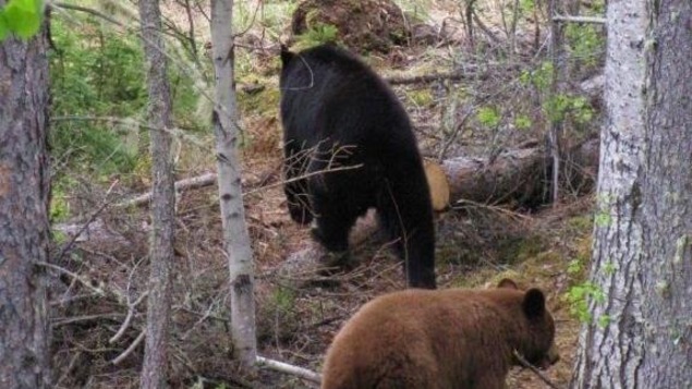 Des ours, un noir et un brun, en promenade dans une forêt boréale. Il y a des arbres coupés par terre sur de l'herbe sèche. Des ours, un noir et un brun, en promenade dans une forêt boréale. Il y a des arbres coupés par terre sur de l'herbe sèche.