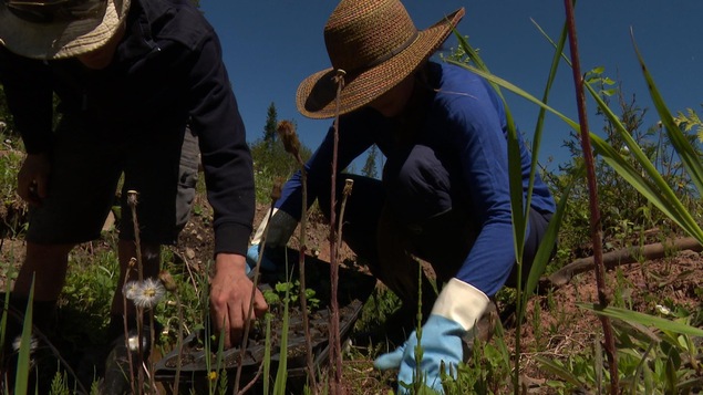 Des citoyens plantent des saules et des quenouilles pour végétaliser les abords d'un ruisseau Des citoyens plantent des saules et des quenouilles pour végétaliser les abords d'un ruisseau