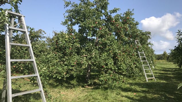Photo de pommiers sur lesquels sont accotées des échelles.