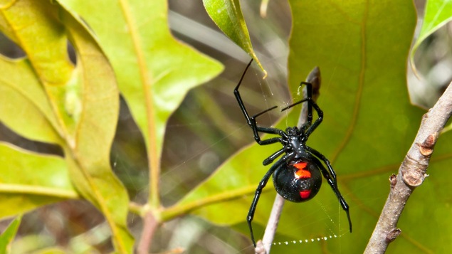 Une araignée.