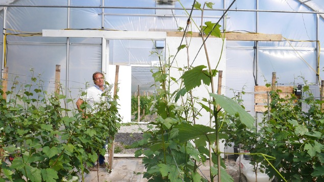 Tony Carpinteri estime qu'à terme ses plants de vigne en serre seront deux fois plus productifs que les hybrides plantés à l'extérieur Tony Carpinteri estime qu'à terme ses plants de vigne en serre seront deux fois plus productifs que les hybrides plantés à l'extérieur
