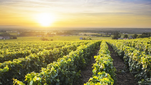 Un lever de soleil sur un vignoble français.