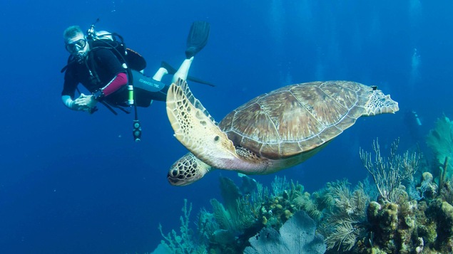 Charles Cantin nageant avec une tortue de mer au Honduras