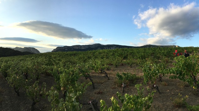 Des vignes au coucher de soleil en France