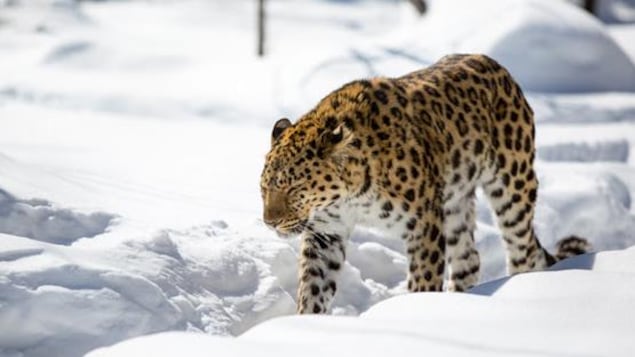 Un félin marche dans la neige au Zoo de Granby Un félin marche dans la neige au Zoo de Granby