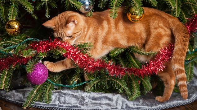 Un chat joue avec une boule de Noël.