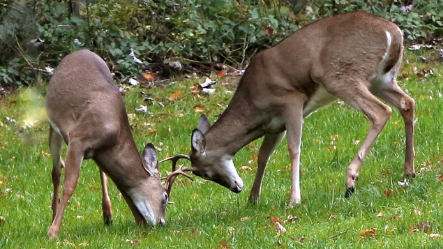 Deux cerfs de Virginie, communément appelés chevreuils