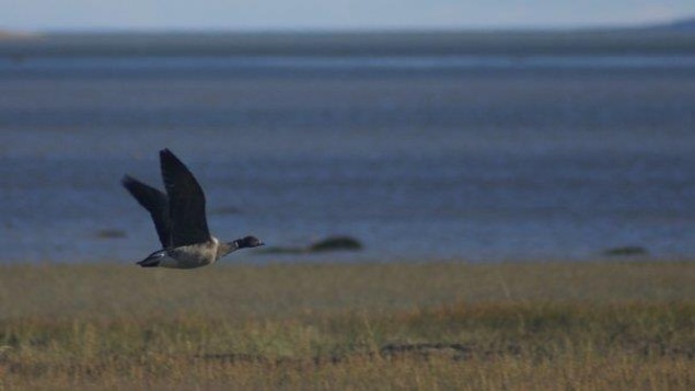 Une bernache cravant en plein vol le long d'un rivage sur la Côte-Nord. Une bernache cravant en plein vol le long d'un rivage sur la Côte-Nord.