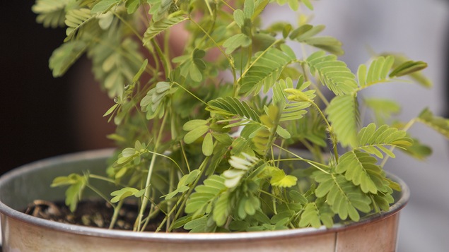 Un mimosa pudica dans un pot gris.