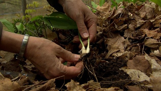 Une gousse d'ail des bois.