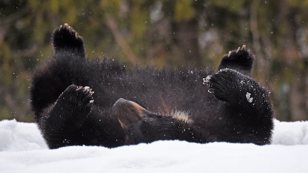 Un ours qui se roule dans la neige.