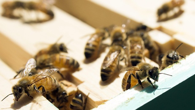 Des abeilles au Marais-de-la-rivière-aux-cerises de Magog