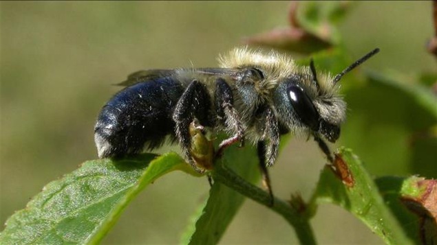 Une abeille se nourissant