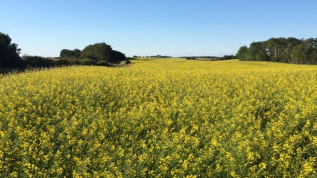 Un champ de canola sous un ciel bleu clair.