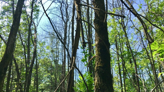 Des arbres dépourvus de feuilles.