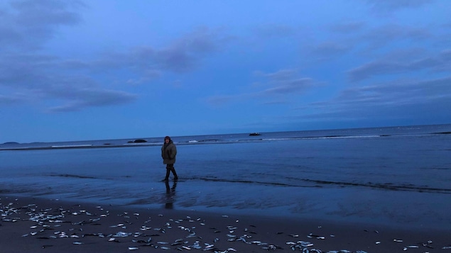 Le capelan qui roule sur les berges des plages de Gallix