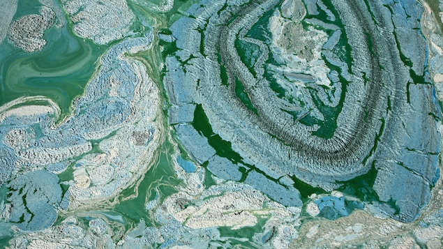 Une eau verdâtre sur laquelle flotte des algues bleutée.